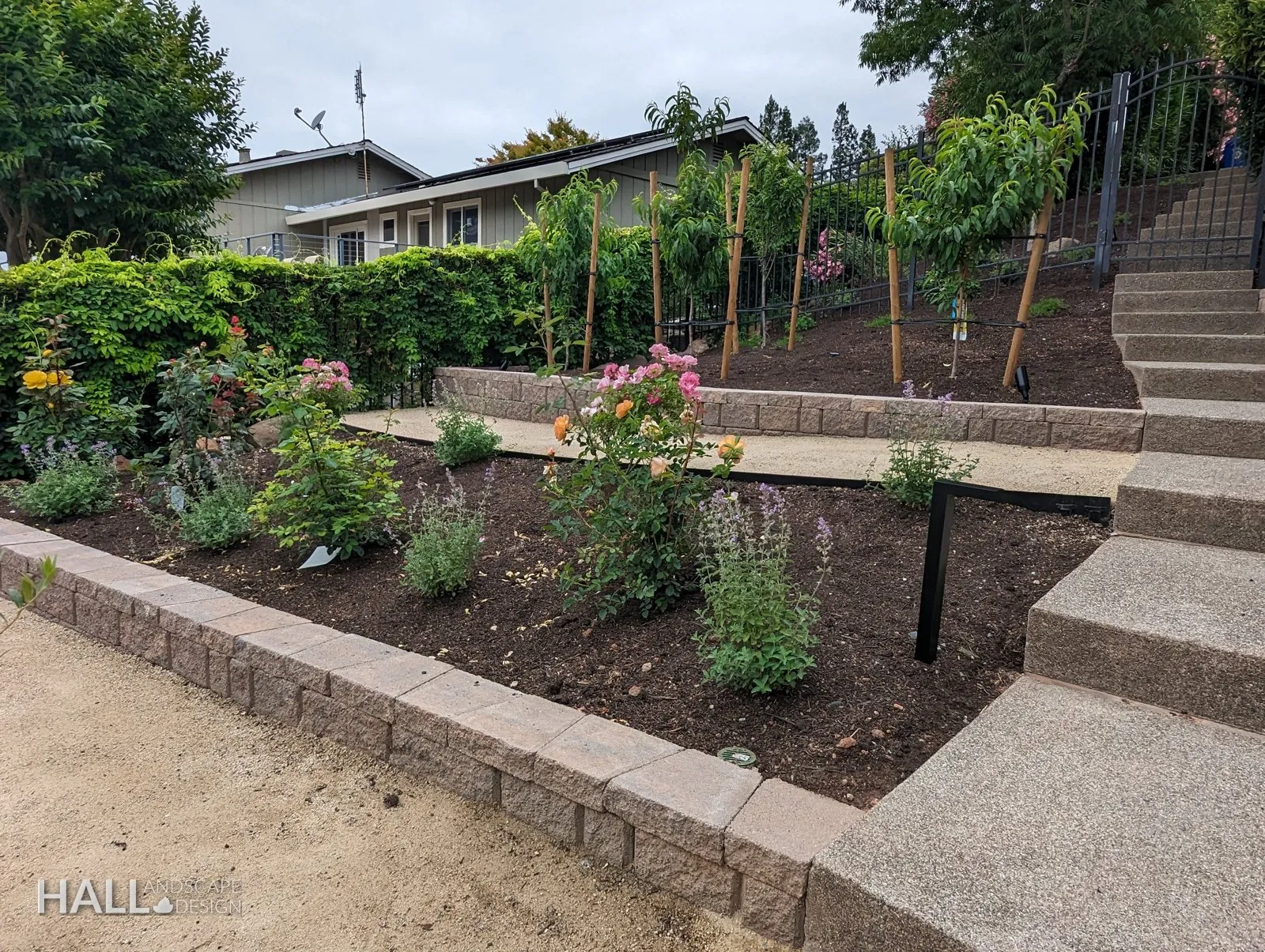 After — Dead beds on the slope → terraced rose garden & new steps in Fairfield