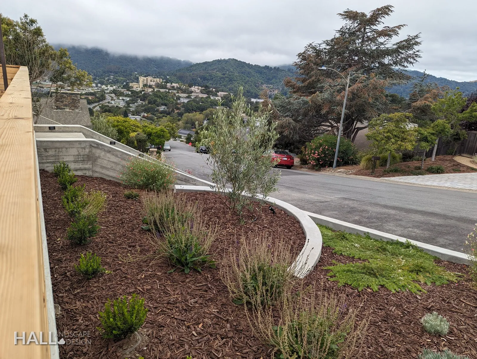After — Weedy roadside slope → terraced olives, lavender & grasses in Greenbrae