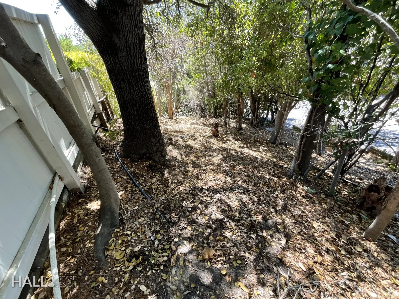 Before — the original yard in Greenbrae