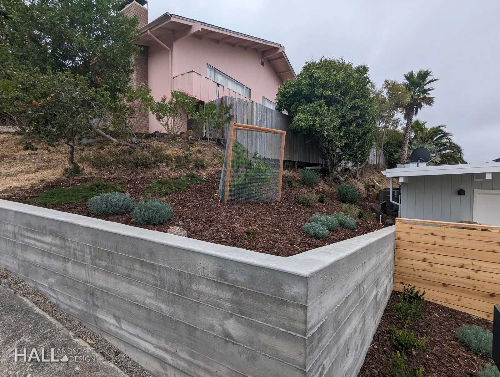 After — Palm & dead planter → concrete planter wall & drought planting in Greenbrae