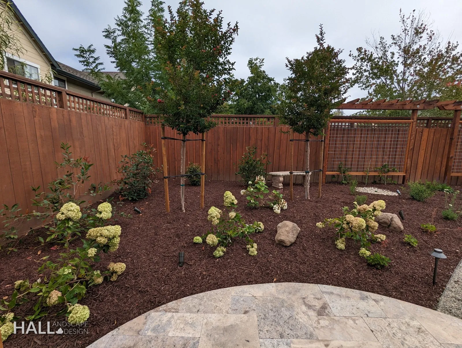 After — Overgrown corner → hydrangeas, young trees & a cedar trellis in Healdsburg
