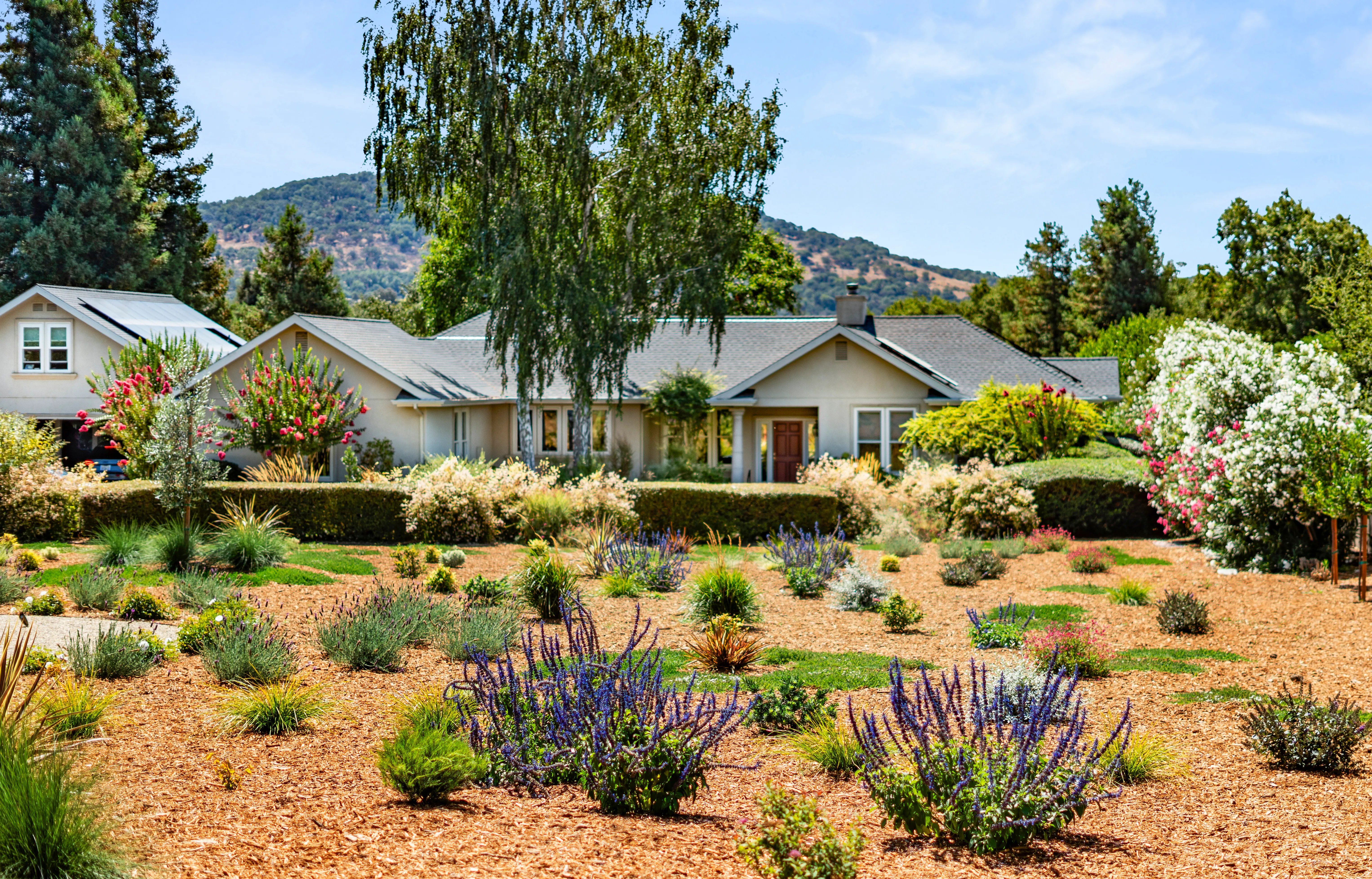 Napa estate front-yard landscape design with lavender, salvia, and a mountain backdrop