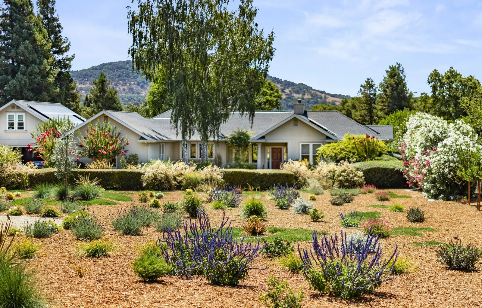 Napa estate front-yard landscape design with lavender, salvia, and a mountain backdrop
