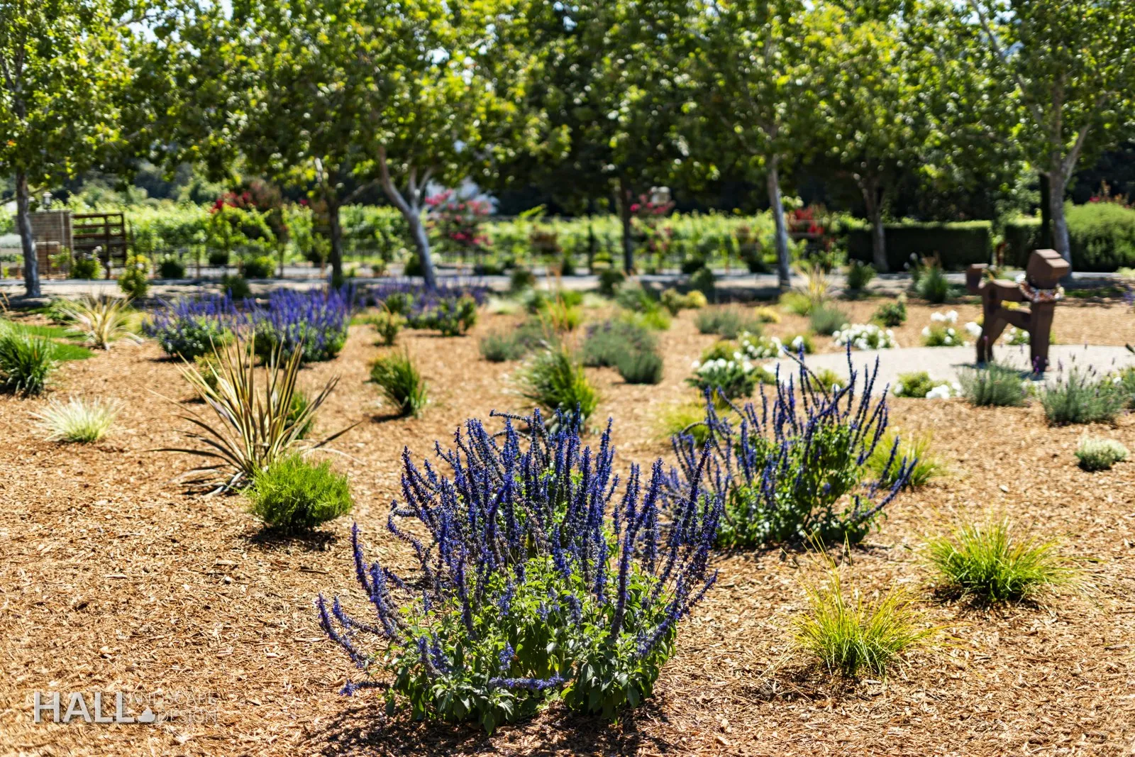 Dry meadow: Salvia, bunch grasses, bark mulch, steel sculpture. A finished Hall Landscape Design garden in Napa, California.