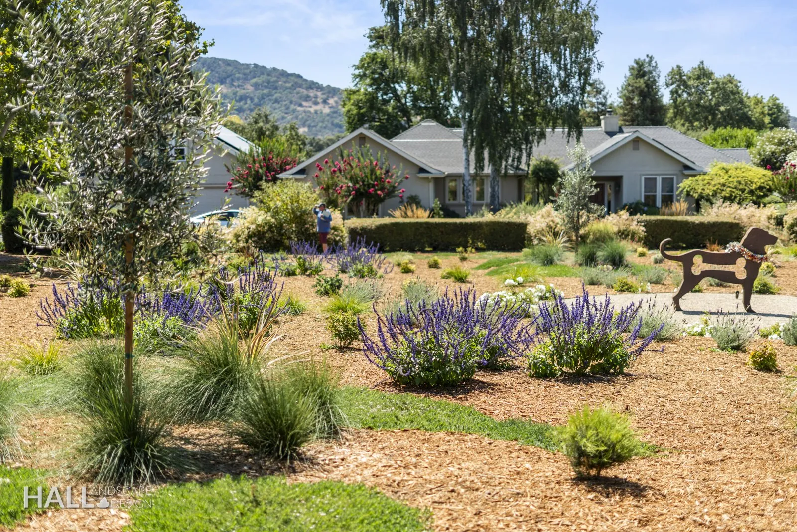 Meadow to the house: No lawn. Paths mown into planting, trees for shade. A finished Hall Landscape Design garden in Napa, California.