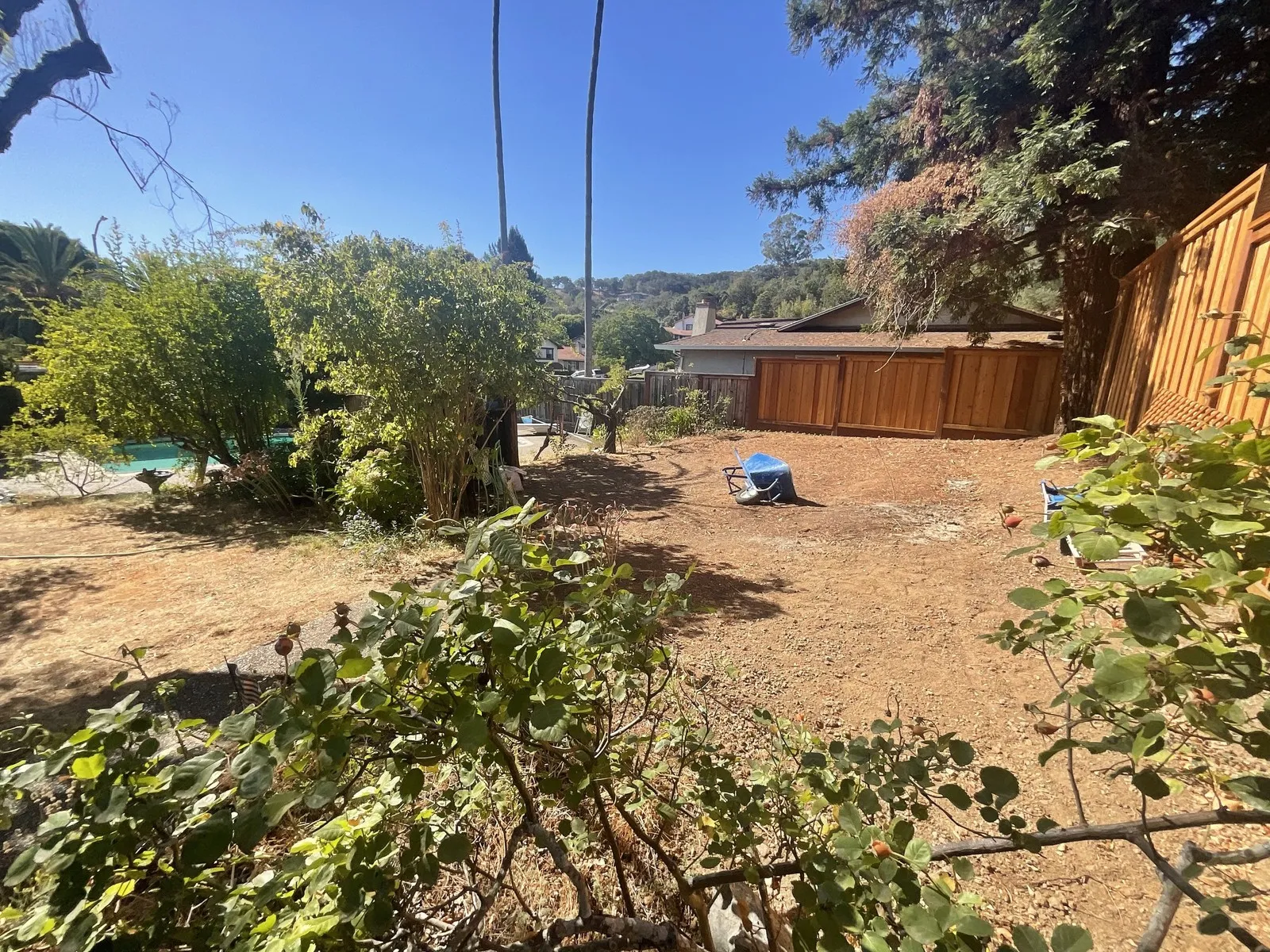 Before: an overgrown Novato backyard with a bare dirt yard