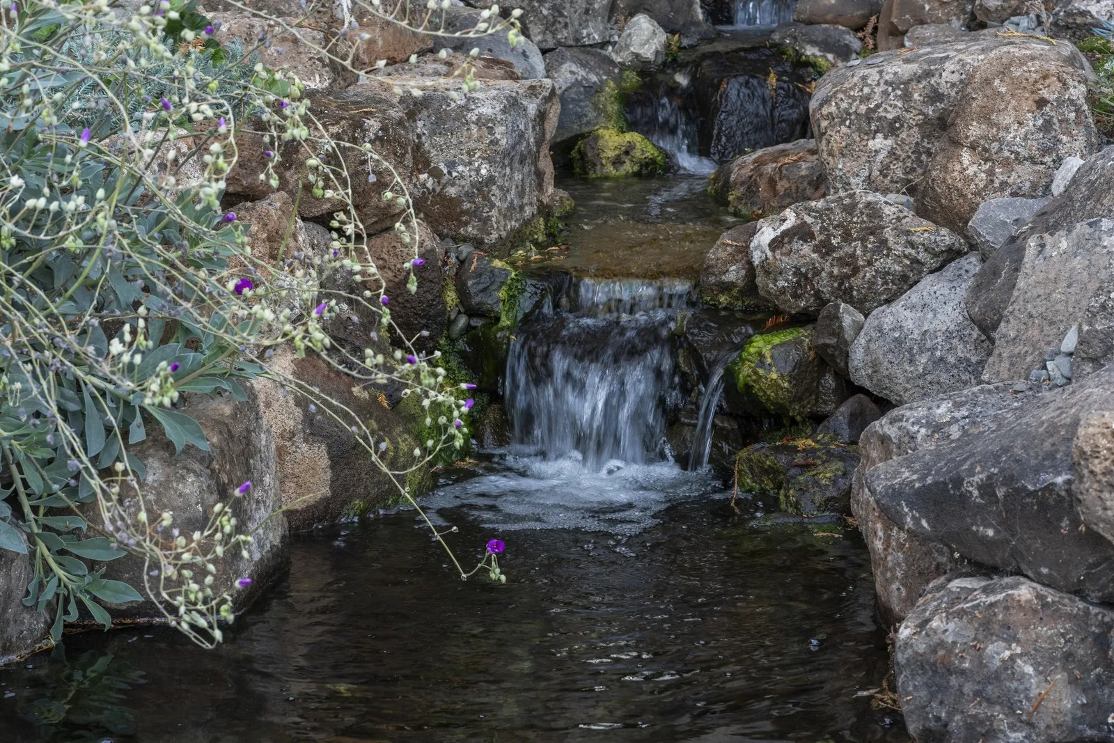 Natural boulder waterfall cascading into a still pond with moss, purple geranium, and silvery foliage in a Novato garden
