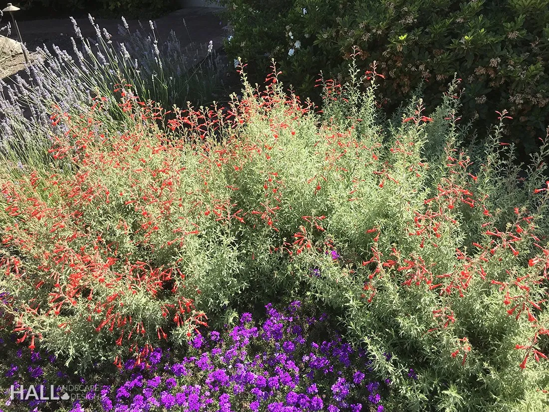 Planting Design by Hall Landscape Design — Napa Valley & North Bay
