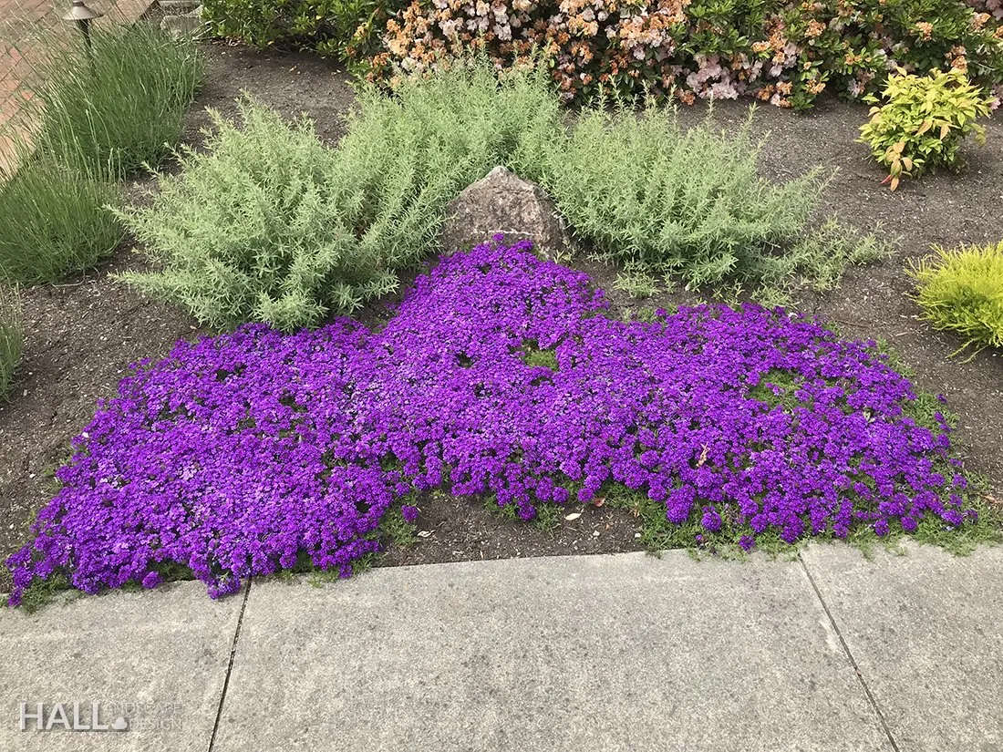 Planting Design by Hall Landscape Design — Napa Valley & North Bay