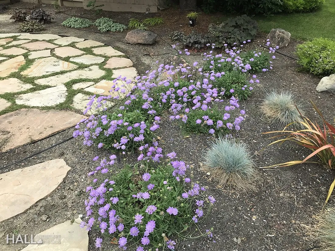 Planting Design by Hall Landscape Design — Napa Valley & North Bay