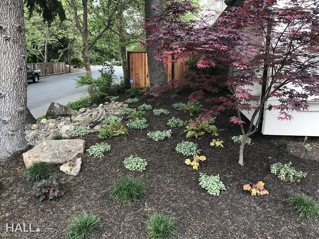 Planting Design by Hall Landscape Design — Napa Valley & North Bay