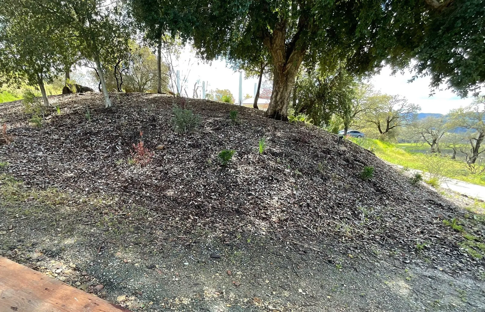 Before — the original yard in St. Helena