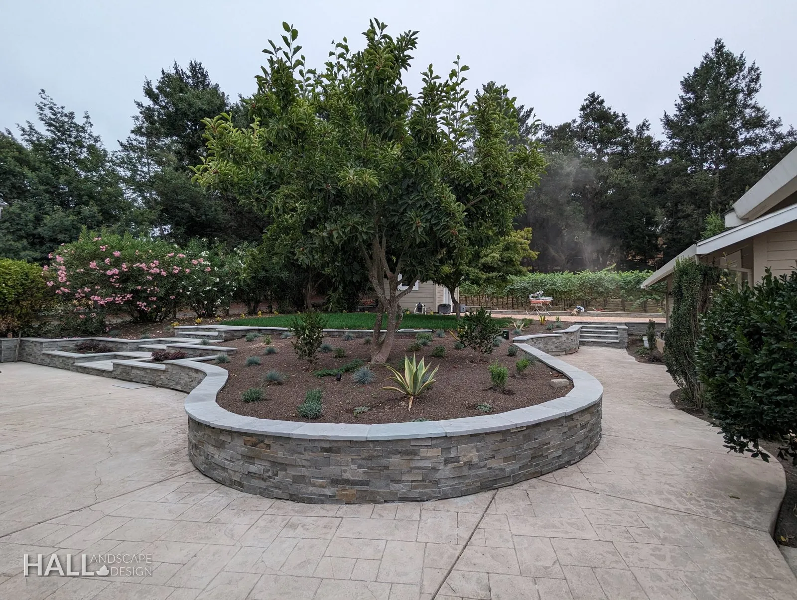 After — Overgrown planter island → curved stone wall & clean planting on new paving in San Rafael