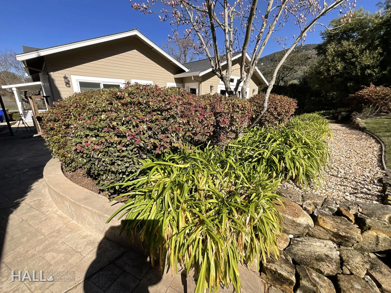 Before — the original yard in San Rafael
