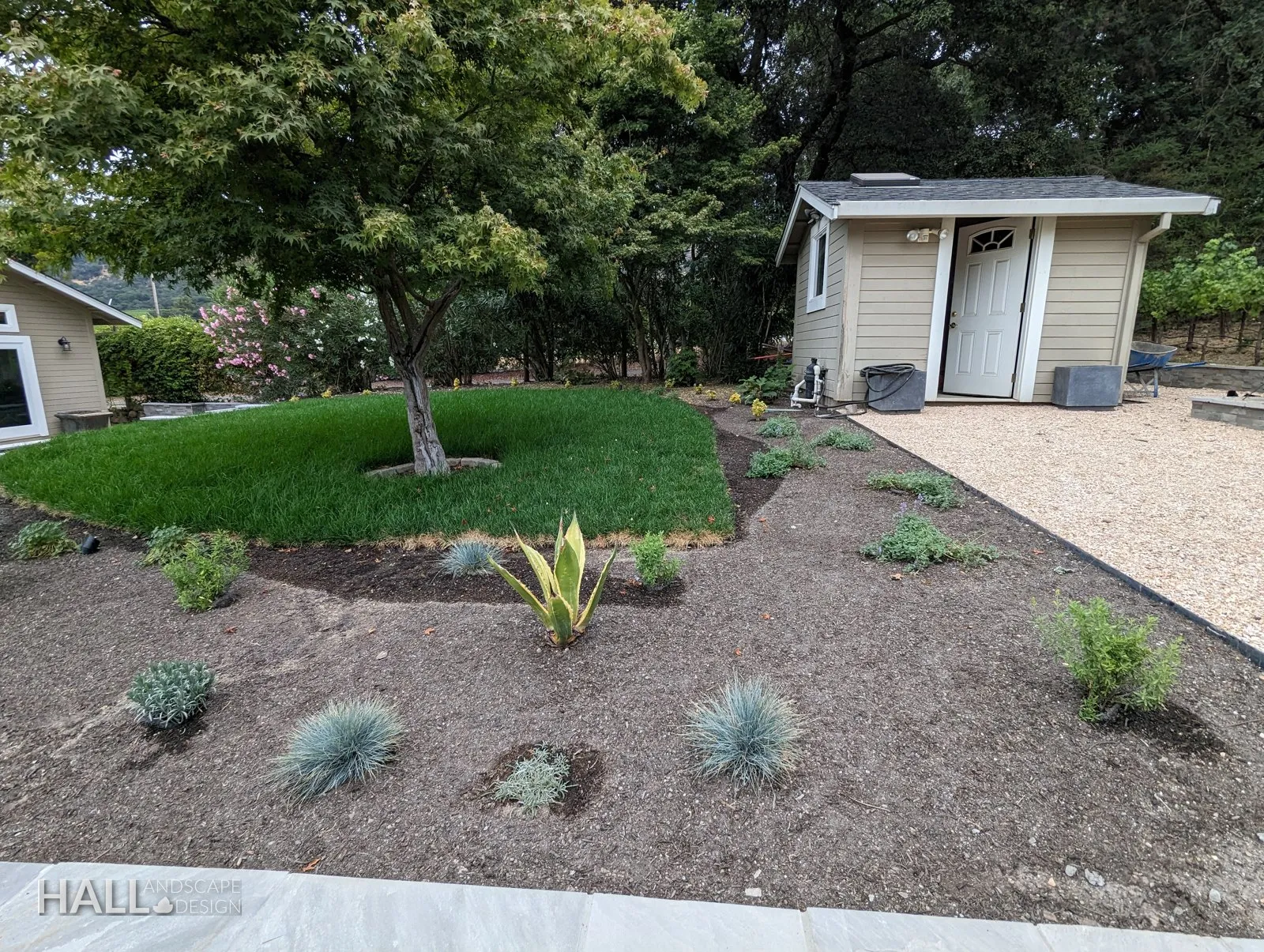 After — Bare gravel yard → lawn, mulched beds & blue grasses by the studio in San Rafael