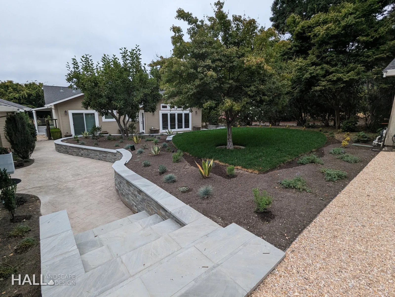 After — Gravel drive & dead beds → stone wall, planted beds & a lawn circle in San Rafael