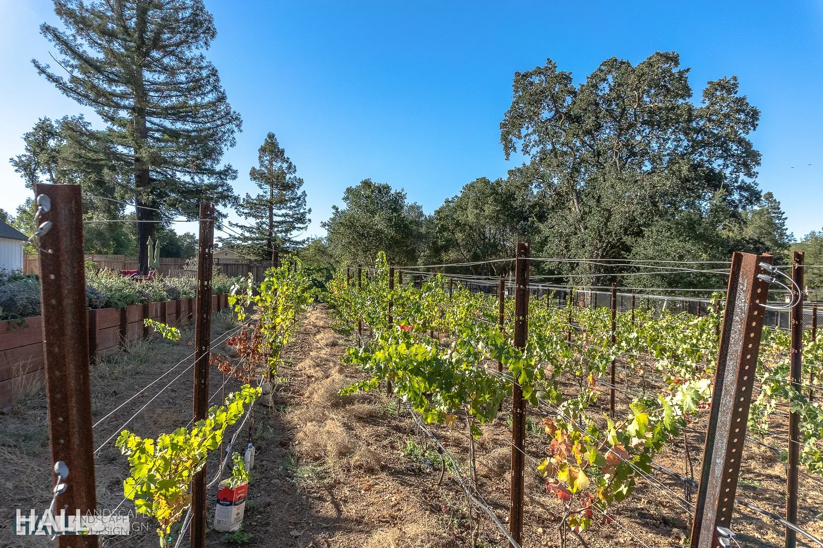 After — Weedy side strip → planted vineyard rows in Santa Rosa