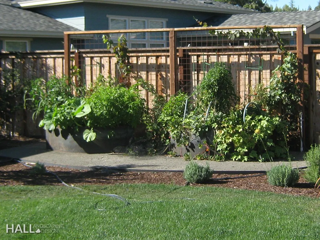 Trellising by Hall Landscape Design — Napa Valley & North Bay