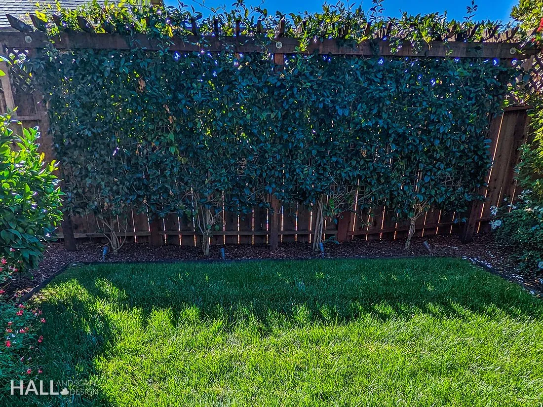 Trellising by Hall Landscape Design — Napa Valley & North Bay