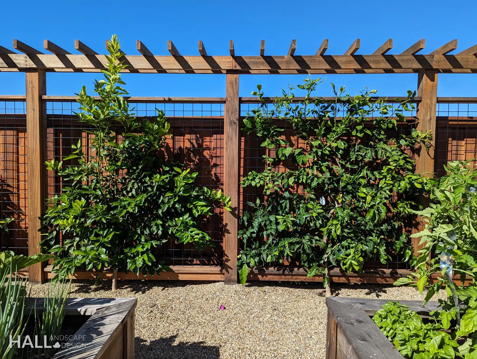 Veggie Gardens by Hall Landscape Design — Napa Valley & North Bay