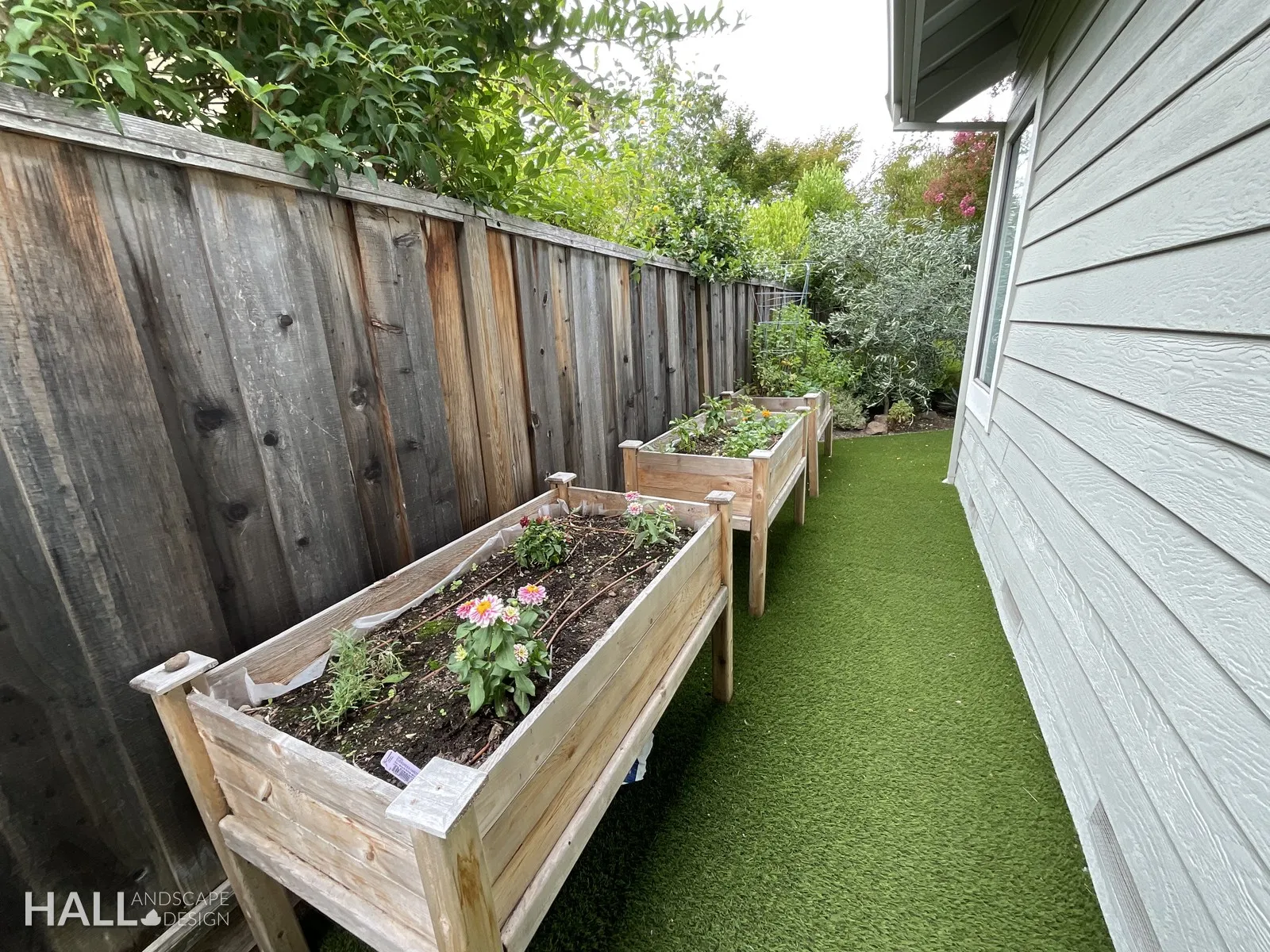 After — Bare fence line → cedar planter boxes on a turf strip in Yountville