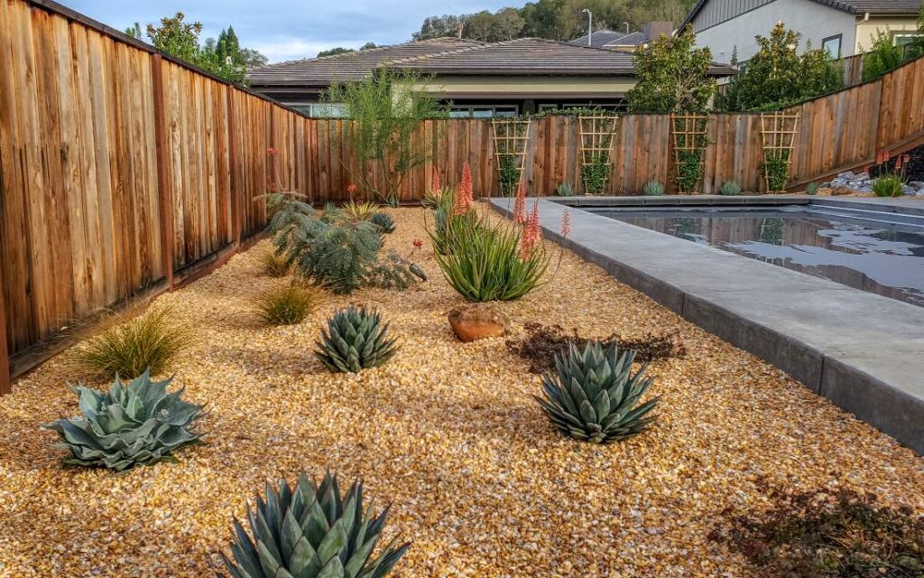 Flowering aloe and other succulents in tan colored gravel adjacent to covered backyard pool.